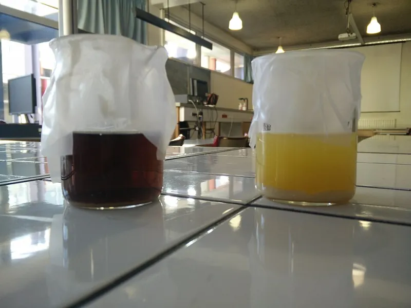 Tiny Organisms, Big Flavor: How Japanese Yeast Science Is Quietly Changing What's in Your Glass