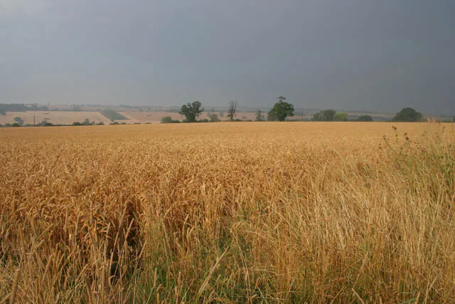 Grown Close to Home: How American Craft Brewers Are Building a New Kind of Terroir with Regional Grain