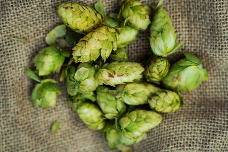 Savory, Deep, and Unmistakably Delicious: How Umami Thinking is Changing the Way American Brewers Build Flavor